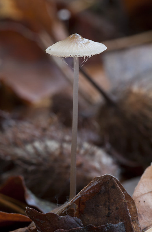 Mycena vitilis